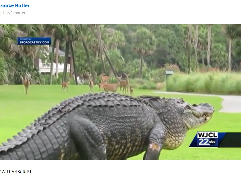 米サウスカロライナ州で今年7月、犬の散歩中だった女性がワニに襲われて死亡した。ワニは遺体を取られまいと救急隊の前に立ちはだかったという（画像は『WJCL　2023年7月4日付「Authorities confirm one person killed in Beaufort County alligator attack」』のスクリーンショット）