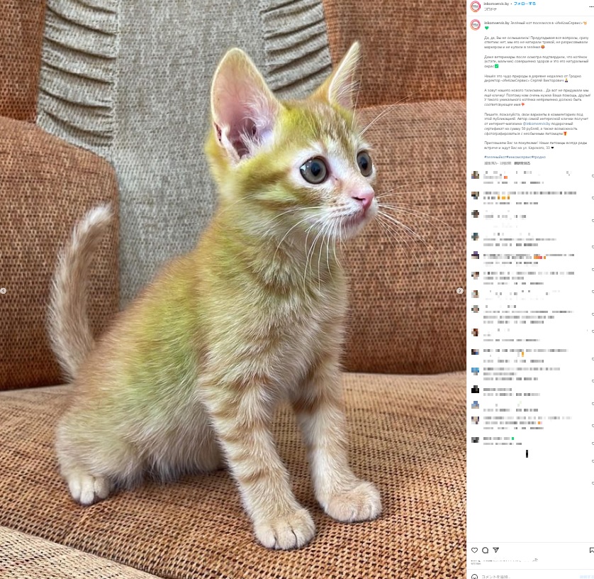 ベラルーシで今年、誕生した子猫がエメラルドの輝きを放つ被毛を持っていたことで話題になった（画像は『Канцтовары в Гродно ≪ИнКомСервис≫　2023年9月19日付Instagram「Зелёный кот поселился в ≪ИнКомСервис≫」』のスクリーンショット）