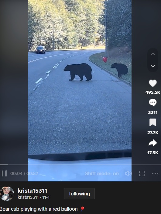 片側2車線の道路をドライブ中、クマの親子が道路を横断しようとしていることに気付いたクリスタさん。車を停めて親子を温かく見守った（画像は『krista15311　2023年11月1日付TikTok「Bear cub playing with a red balloon」』のスクリーンショット）