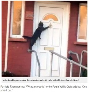 2019年にはイギリスで、1匹のネコが玄関のドアノッカーを叩く様子を収めた動画が拡散した（画像は『Metro　2019年4月28日付「‘Britain’s politest cat’ filmed knocking on owner’s door」（Picture: Cascade News）』のスクリーンショット）