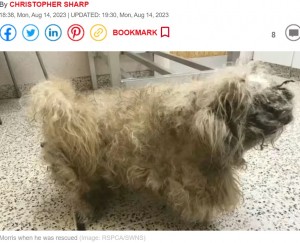 2023年3月にイギリスで捨て犬が保護された。被毛が固まり瀕死の状態だったが、その後新しい飼い主のもとで幸せになった（画像は『Daily Express　2023年8月14日付「Blind and deaf dog that was left abandoned looked like a ‘pile of rags’ before rescue」（Image: RSPCA/SWNS）』のスクリーンショット）