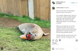 カラーコーンで遊ぶニール。Instagramによるとニールは「オス」とのことだ（画像は『Neil the Seal　2022年8月3日付Instagram「Hi friends,」』のスクリーンショット）