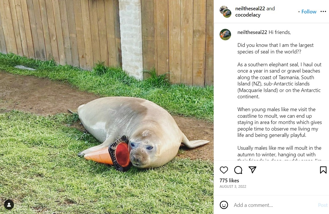 カラーコーンで遊ぶニール。Instagramによるとニールは「オス」とのことだ（画像は『Neil the Seal　2022年8月3日付Instagram「Hi friends,」』のスクリーンショット）