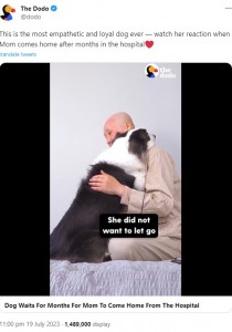 乳がんを患った女性、2022年11月に髪を剃った姿で初めて愛犬と対面した動画が話題に。犬は右肩に顔をのせて、優しくハグしていた（画像は『The Dodo　2023年7月19日付X「This is the most empathetic and loyal dog ever」』のスクリーンショット）