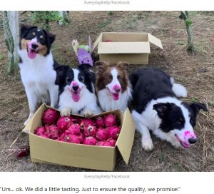 2020年9月、台湾のドラゴンフルーツ農園で撮影された4頭の犬。収穫物を守るはずが、自ら食べてしまっていた（画像は『9GAG 2020年9月4日付「Dogs Went Harvesting With Owner, Couldn’t Resist The Fruit’s Calling」（EverydayKelly/Facebook）』のスクリーンショット）