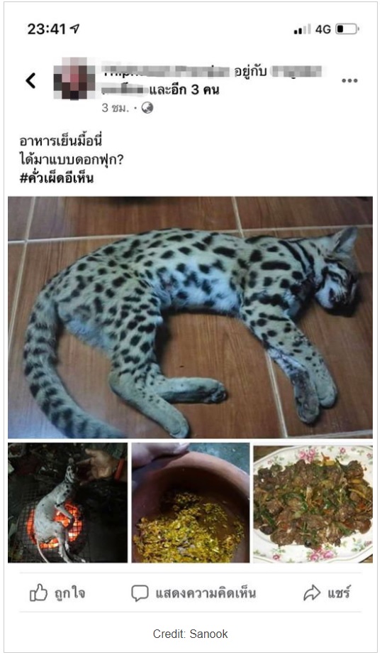 2020年4月、タイ在住の女がベンガルヤマネコを調理する様子をFacebookに投稿して逮捕状が出ていた（画像は『ThaiResidents.com　2020年4月15日付「Girl eats Leopard Cat and shares it online」（Credit: Sanook）』のスクリーンショット）