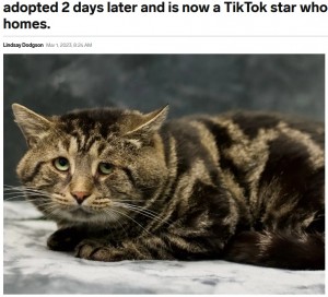 2022年11月、米ニュージャージー州のアニマルシェルターにやってきた野良猫。「悲しそうな目」が話題になるも、里親に引き取られ新しい生活を始めるとその表情が一変していた（画像は『Insider　2023年3月1日「A sad cat called Fishtopher went viral for his adorable face. He was adopted 2 days later and is now a TikTok star who helps pets find homes.」（Homeward Bound Pet Adoption Center）』のスクリーンショット）