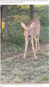 2023年にアメリカで草食動物のはずの鹿の口からヘビが垂れ下がり目撃者たちを驚かせた。鹿は警戒しながら、そのままヘビの頭の部分を咀嚼していた（画像は『New York Post　2023年6月16日付「Deer seen savagely eating snake ― it’s not as shocking as you think」（ViralHog）』のスクリーンショット）