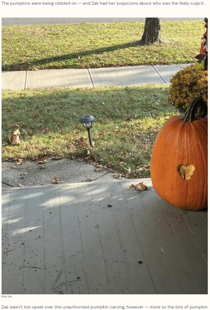 ハロウィンの飾りとして、民家の玄関先に置かれたカボチャ。しかし野生のリスには、飾りではなく美味しそうな食べ物に見えていたようだ（画像は『The Dodo　2023年11月11日付「Woman Loses It After Spotting The Fattest Squirrel She’s Ever Seen」（ERIN ZAK）』のスクリーンショット）