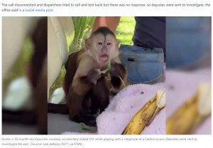 2022年8月、米カリフォルニア州の保安官事務所に動物園から通報が。駆けつけると通報したのは携帯を見つけたオマキザルの仕業だった（画像は『KKTV　2022年8月17日付「Mischievous monkey calls 911, sending deputies to zoo」（Source: Lisa Jackson, KEYT via CNN）』のスクリーンショット）