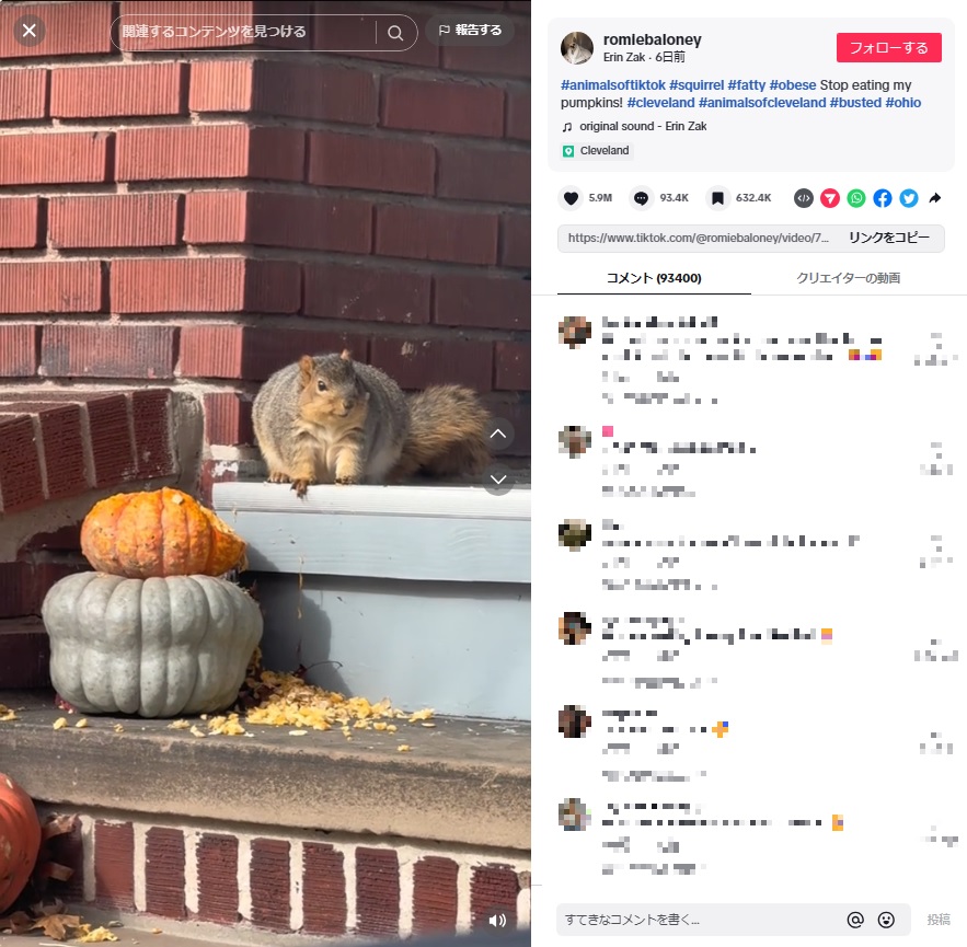動画がTikTokでシェアされると、リスの姿に笑いの声が多数寄せられた。このリスは問題なく寒い冬を乗り越えられそうだ（画像は『Erin Zak　2023年11月8日付TikTok「＃animalsoftiktok ＃squirrel ＃fatty」』のスクリーンショット）