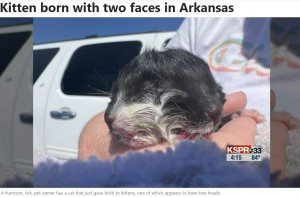 米アーカンソー州のある家で飼われている猫が2022年8月に出産。子猫は2つの顔を持つ“ヤヌス猫”だった（画像は『WSFA　2022年8月19日付「Kitten born with two faces in Arkansas」』のスクリーンショット）