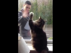 2020年にはイギリスで、やはり出勤する飼い主に毎朝“バイバイ”と前足で応じるネコが話題になった（画像は『DeadlinenewsTV　2020年6月9日公開 YouTube「Adorable video shows cat waving to owner through window as he arrives home from work」』のサムネイル）