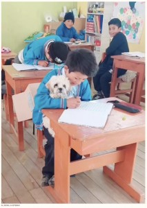 2023年にペルーで少年と教師の心温まるエピソードが話題を呼んだ。学校にいる間、愛犬をひとりぼっちで置いておけなかった少年に、教師は学校へ犬を連れてくることを快諾した（画像は『The Dodo　2023年9月27日付「Schoolboy Nervously Approaches His Teacher With An Unusual Request」（IMAGE:ALI BONILLA ESTEBAN）』のスクリーンショット）