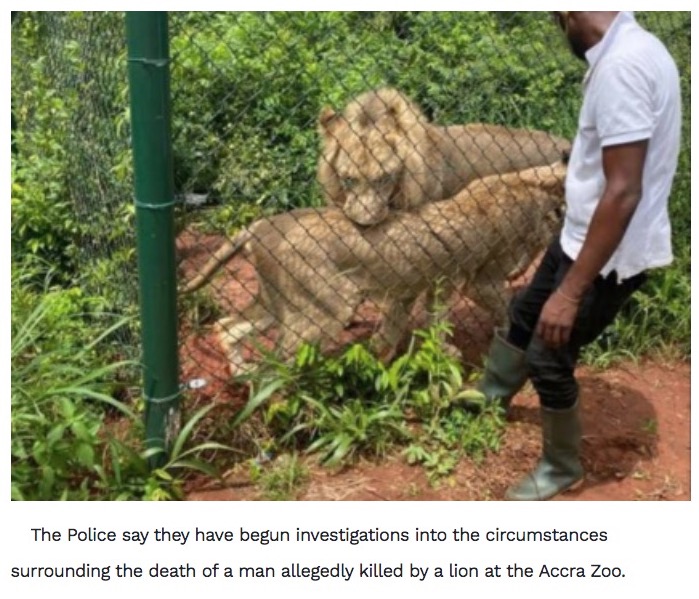 ガーナ共和国の動物園で2022年8月、ライオンの囲いに侵入した男性がライオンに殺される。男性は子ライオンを盗もうとしたのではないかと報じられていた（画像は『MyJoyOnline.com　2022年8月29日付「Police probes circumstances surrounding killing of man by lion at Accra Zoo」』のスクリーンショット）
