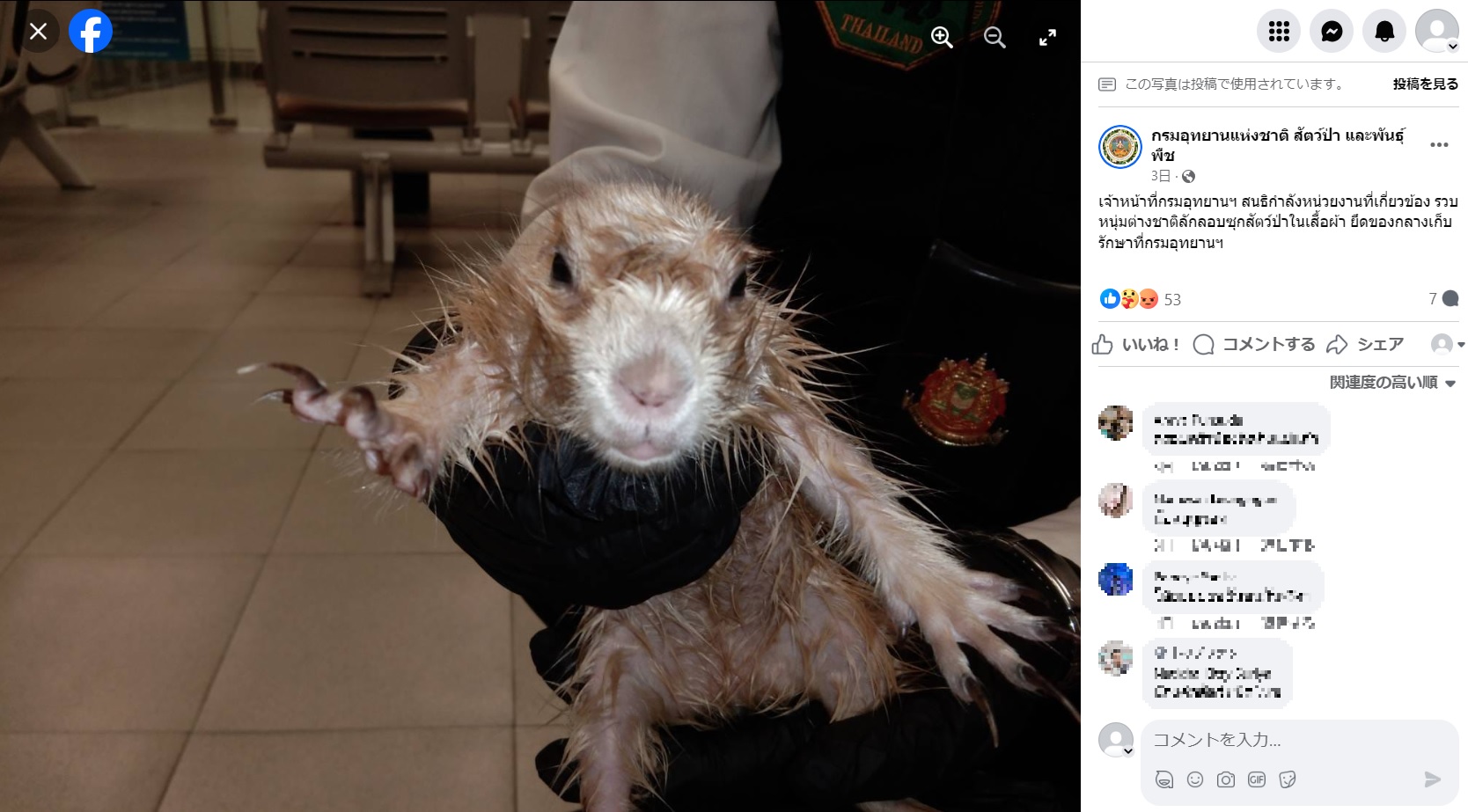 タイのスワンナプーム国際空港で今月5日、保護されたプレーリードッグ。台北行きの飛行機に搭乗しようとした男のトランクスの中に隠されていた（画像は『กรมอุทยานแห่งชาติ สัตว์ป่า และพันธุ์พืช　2023年12月5日付Facebook「เจ้าหน้าที่กรมอุทยานฯ สนธิกำลังหน่วยงานที่เกี่ยวข้อง」』のスクリーンショット）