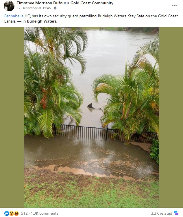 豪クイーンズランド州で2020年12月、オオメジロザメが民家の裏庭に突如現れた。このサメは1週間以上も続いた大雨により、決壊した運河から鉄砲水とともに流れ込んできたようだ（画像は『Timothee Morrison Dufour　2020年12月17日付Facebook「Cannabella HQ has its own security guard patrolling Burleigh Waters.」』のスクリーンショット）