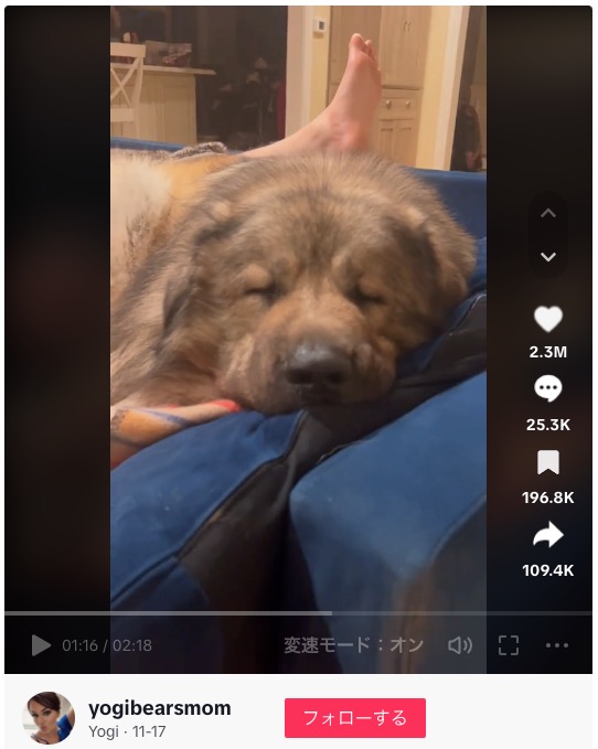 ソファーの上でブライデンさんの足元に寄り添いくつろぐヨギ（画像は『Yogi　2023年11月17日付TikTok「Yogi my giant Caucasian Ovcharka.」』のスクリーンショット）