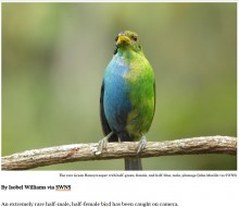 【海外発！Breaking News】体の色が左右で分かれた美しい鳥　100年で2例目の珍しいケースに学者も驚き（コロンビア）