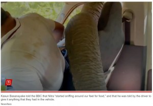窓ガラスを割り、長い鼻を車内に滑り込ませるゾウ。至近距離で撮影されたこともあり、迫力満点だ（画像は『New York Post　2023年12月15日付「Sri Lanka tourists narrowly escape elephant that broke into their van, stole sandwich in wild video」（Newsflare）』のスクリーンショット）