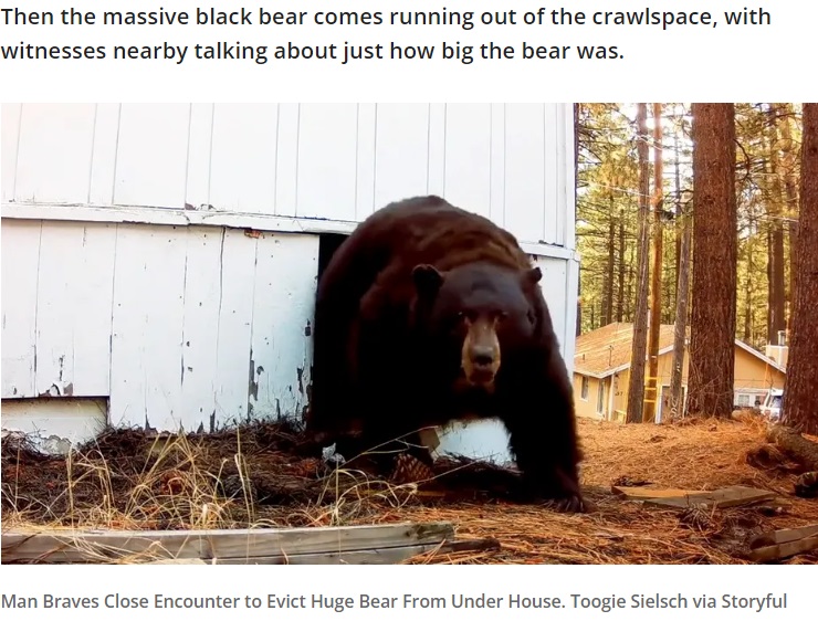 米カリフォルニア州でがん具銃を発砲され、キャビンの軒下から慌てて出てきたアメリカグマ。体重は200キロを超えていたとみられている（画像は『FOX 2 Detroit　2023年12月28日付「Man chases squatting black bear from crawlspace with a paintball gun」（Toogie Sielsch via Storyful）』のスクリーンショット）