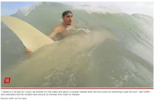 ヒラシュモクザメの頭を沖の方へと向けながら一緒に泳ぐブランドンさん（画像は『New York Post　2023年12月22日付「Fisherman nabs 12-foot shark ― walks it back to sea in wild video: ‘Must have a death wish’」 （Brandon Griffin via Pen News）』のスクリーンショット）