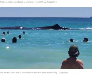 浅瀬にいるクジラに近づく人々。このような行為はクジラの方向感覚を失わせる危険があり、クジラだけでなく人々をも危険に晒す可能性があるという（画像は『Australian Broadcasting Corporation　2023年12月11日付「Sperm whale stranding in Rockingham brings crowd to beach as authorities consider euthanising animal」（Supplied）』のスクリーンショット）