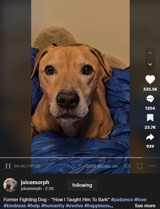 スクービーに『怖がらなくてもいいんだよ。人を信用していいんだ』と教えることは長い道のりだったそうだが、スクービーは声を取り戻し、尻尾を振るようになった（画像は『juicemorph　2023年2月20日付TikTok「Former Fighting Dog」』のスクリーンショット）