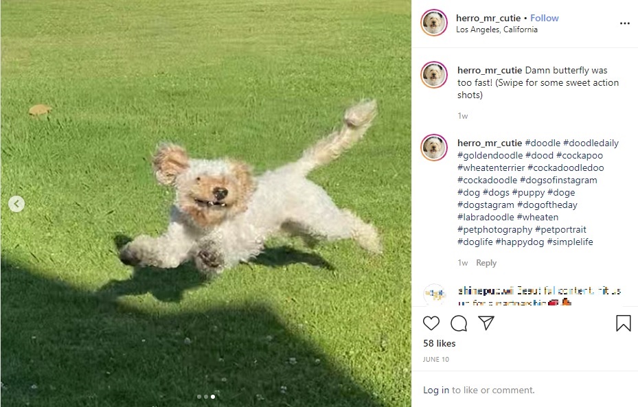2019年12月、アメリカで殺処分寸前だった犬が救助された。その後、新しい飼い主のもとで見違えるように元気になったという（画像は『Corks the Philosopher　2020年6月10日付Instagram「Damn butterfly was too fast!」』のスクリーンショット）