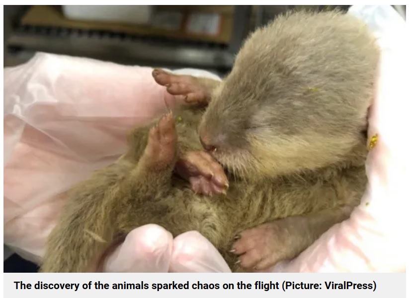 今年10月、タイから台湾桃園国際空港へ向かう機内で発見されたカワウソの赤ちゃん。他にもカメやヘビ、マーモットなど30匹以上もの動物が見つかった（画像は『Metro　2023年10月5日付「Otter and rat cause absolute havoc on flight after escaping from hand luggage」（Picture: ViralPress）』のスクリーンショット）