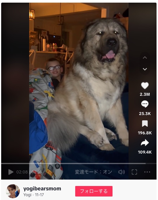 マーフィーさん夫妻の子供たちとも仲の良いヨギ（画像は『Yogi　2021年1月22日付TikTok「Greeting Daddy when he gets home from work」』のスクリーンショット）