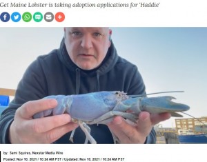 米メイン州で2021年11月、1億分の1の確率というパステルカラーのロブスターを発見した男性。まるでオパールのような輝きを放っていた（画像は『KRON4　2021年11月10日付「Ultra-rare cotton candy lobster caught in Maine: ‘1 in 100 million’ odds」（Images courtesy of Mark Murrell from Get Maine Lobster）』のスクリーンショット）