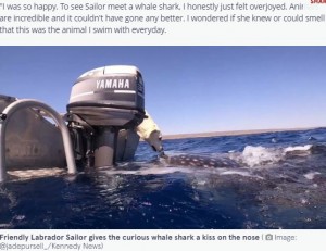 オーストラリア西部の海で2021年9月、ボートに乗ったラブラドール・レトリバーがジンベイザメに優しくキスする様子が捉えられた（画像は『The Mirror　2021年10月20日付「Labrador kisses massive whale shark on the nose during adorable meeting」（Image: ＠jadepursell_/Kennedy News）』のスクリーンショット）