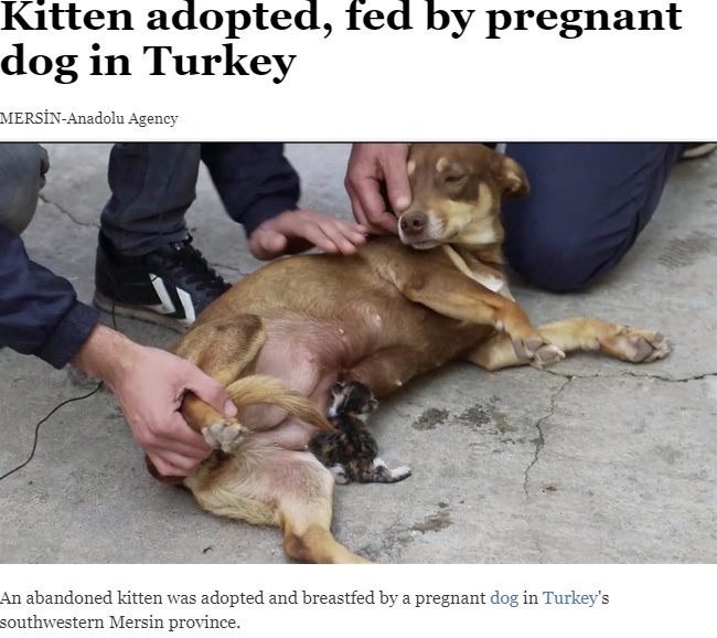トルコのある家で飼われている妊娠中の犬は2020年4月、母親のいない赤ちゃんネコを我が子のように可愛がり、ついには授乳まで始めていた（画像は『Hürriyet Daily News　2020年4月26日付「Kitten adopted, fed by pregnant dog in Turkey」』のスクリーンショット）