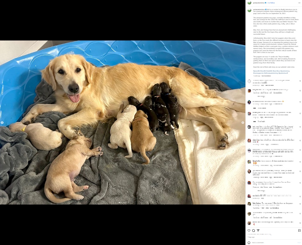 イヌ科のリカオンの子供たち誕生の翌日に動物園にやって来たゴールデンレトリバーの“キャシー”。育児放棄したリカオンの母親らに代わり、我が子と一緒に授乳している（画像は『Potawatomi Zoo　2023年12月14日付Instagram「We’re so excited to finally introduce you to our youngest residents」』のスクリーンショット）