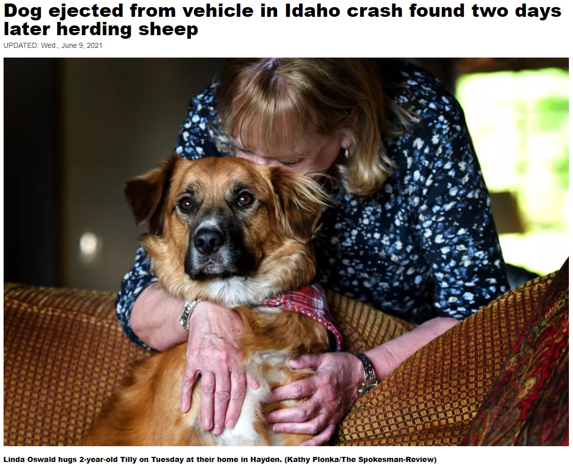 米アイダホ州で2021年6月、ボーダーコリーのミックス犬が行方不明に。2日後、ある牧場の羊小屋で見つかったことで、牧羊犬の血が羊小屋へ呼び寄せた可能性が指摘されていた（画像は『The Spokesman-Review　2021年6月9日付「Dog ejected from vehicle in Idaho crash found two days later herding sheep」（Kathy Plonka/The Spokesman-Review）』のスクリーンショット）