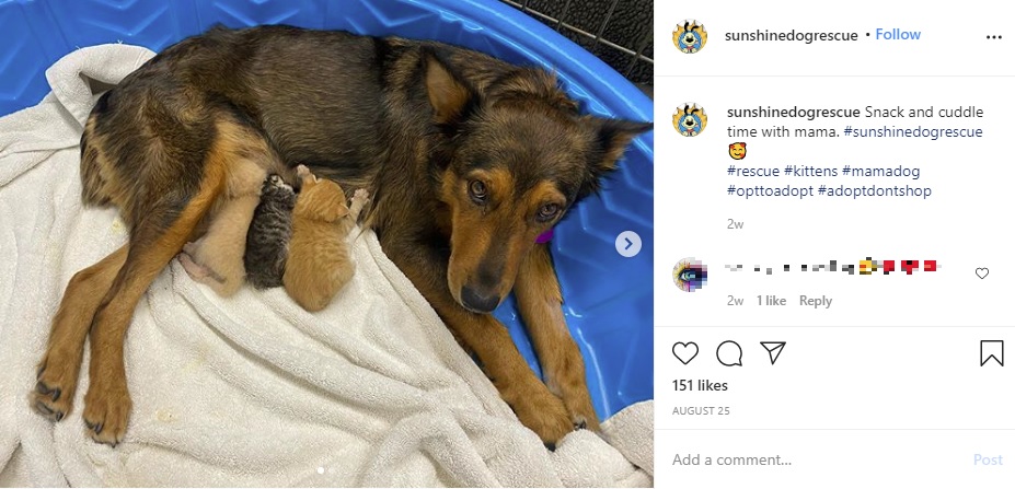 動物保護団体の創設者は2020年7月、米アリゾナ州で1頭のメス犬を見つけた。この犬は妊娠していたが、5匹全ての赤ちゃんを亡くしてしまった。しかしその後、孤児の子猫のママ代わりになったという（画像は『Sunshine Dog Rescue　2020年8月25日付Instagram「Snack and cuddle time with mama.」』のスクリーンショット）