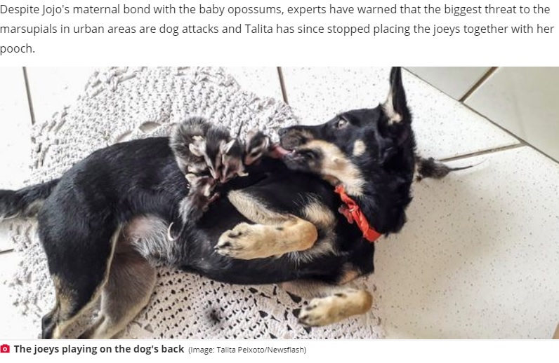 ブラジルのある女性は2020年、友人から孤児になった7匹のオポッサムの赤ちゃんの世話を託された。すると飼っているメス犬が、オポッサムの赤ちゃんたちを受け入れたという（画像は『Daily Star　2020年10月29日付「Dog adopts seven baby opossums after their parents tragically die in forest fires」（Image: Talita Peixoto/Newsflash）』のスクリーンショット）