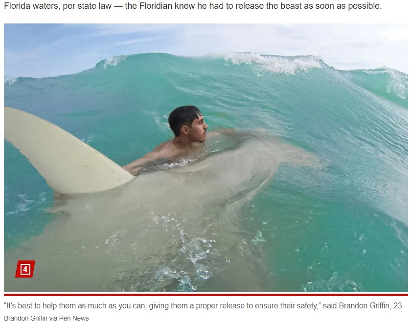 米フロリダ州北西部のビーチで思いがけず釣れてしまった体長約3.65メートルのヒラシュモクザメ。それを沖にエスコートするブランドンさん（画像は『New York Post　2023年12月22日付「Fisherman nabs 12-foot shark ― walks it back to sea in wild video: ‘Must have a death wish’」 （Brandon Griffin via Pen News）』のスクリーンショット）
