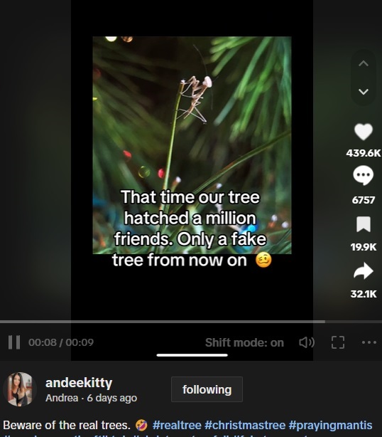 アメリカで生木を使ったクリスマスツリーから数百匹のカマキリが続々孵化したことが話題になった。それ以来、この家では人工木を使うことにしたという（画像は『Andrea　2023年11月22日付TikTok「Beware of the real trees.」』のスクリーンショット）