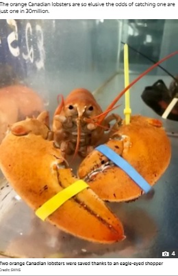 英レスターシャー州の魚売り場で2021年5月、オレンジ色のカナディアンロブスター2匹が売られていた。2匹はまるで調理された後のような色で、発見者も生きていることに驚いたという（画像は『The Sun　2021年5月26日付「CLAWS SHAVE Lobsters saved from the cooking pot when eagle-eyed shopper realises they’re among world’s rarest」（Credit: SWNS）』のスクリーンショット）