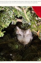 【海外発！Breaking News】「ぬいぐるみよね？」クリスマスツリーの中で4日間も息を潜めていた生き物に仰天（米）＜動画あり＞