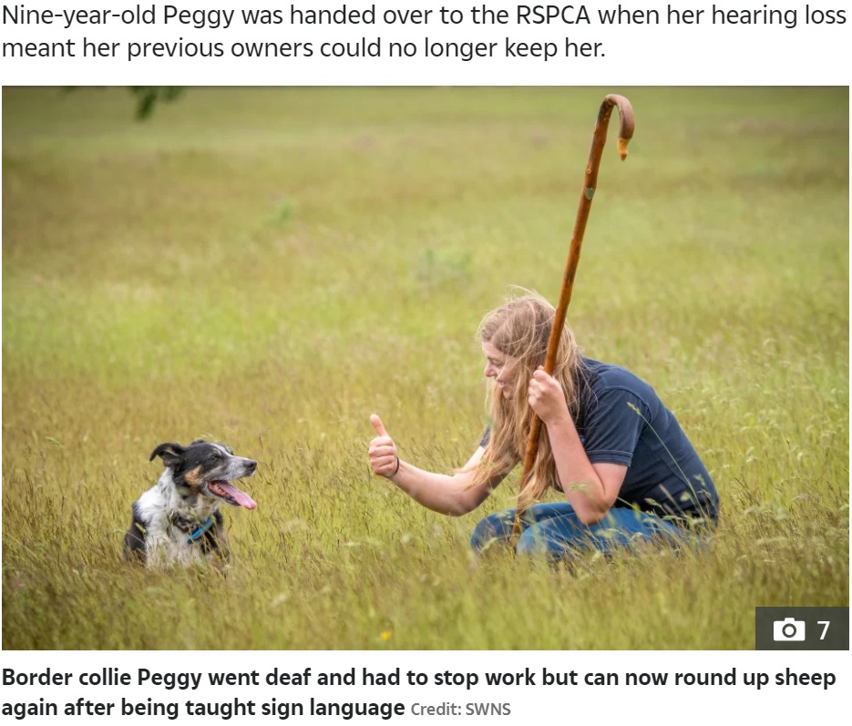 英国動物虐待防止協会に引き取られた牧羊犬は聴覚を失っていた。しかし2021年、ボディランゲージやハンドサインを覚えて、牧羊犬として復帰した（画像は『The Sun　2021年6月15日付「HAND OF DOG Deaf collie can now round up sheep again after being taught sign language」（Credit: SWNS）』のスクリーンショット）