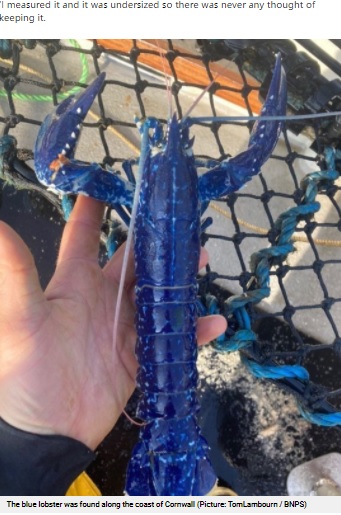 英南西部コーンウォールで2021年、漁師が目が覚めるような鮮やかな青色のロブスターを発見した。体長30センチほどのヨーロッパロブスターだったそうで、写真だけ撮って海にかえしたという（画像は『Mirror　2021年4月22日付「Lucky fisherman catches rare ‘1 in 2 million’ blue lobster off Cornish coast」（Image: TomLambourn/BNPS）』のスクリーンショット）