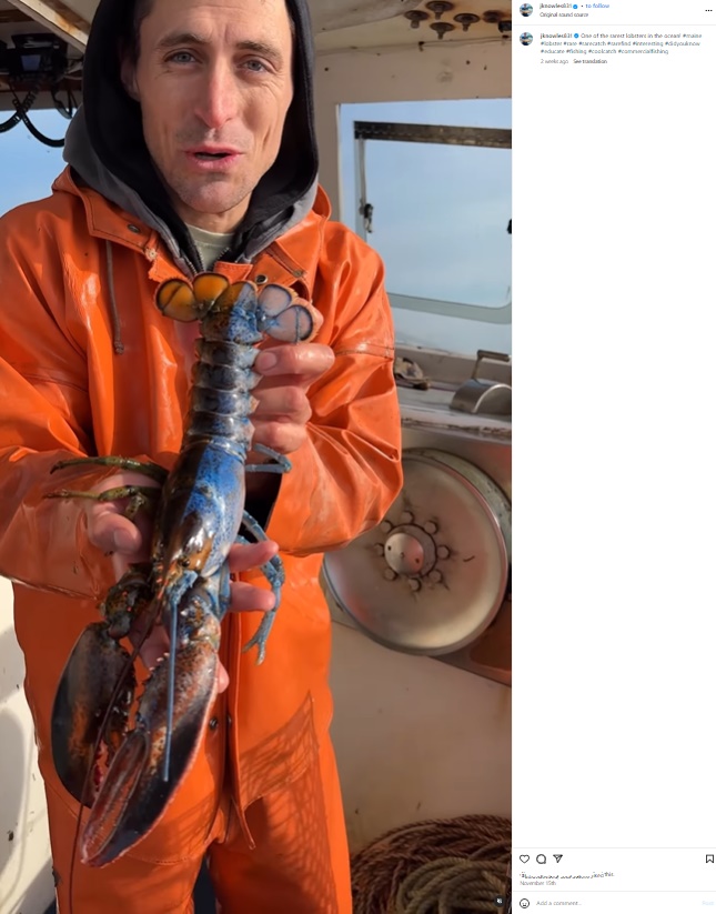 体の左側が青色で雄、右側がオレンジで雌の極めて稀なロブスター。先月中旬、米メイン州沖でロブスター漁師ジェイコブ・ノウルズさんによって捕獲された（画像は『Jacob Knowles　2023年11月15日付Instagram「One of the rarest lobsters in the ocean!」』のスクリーンショット）