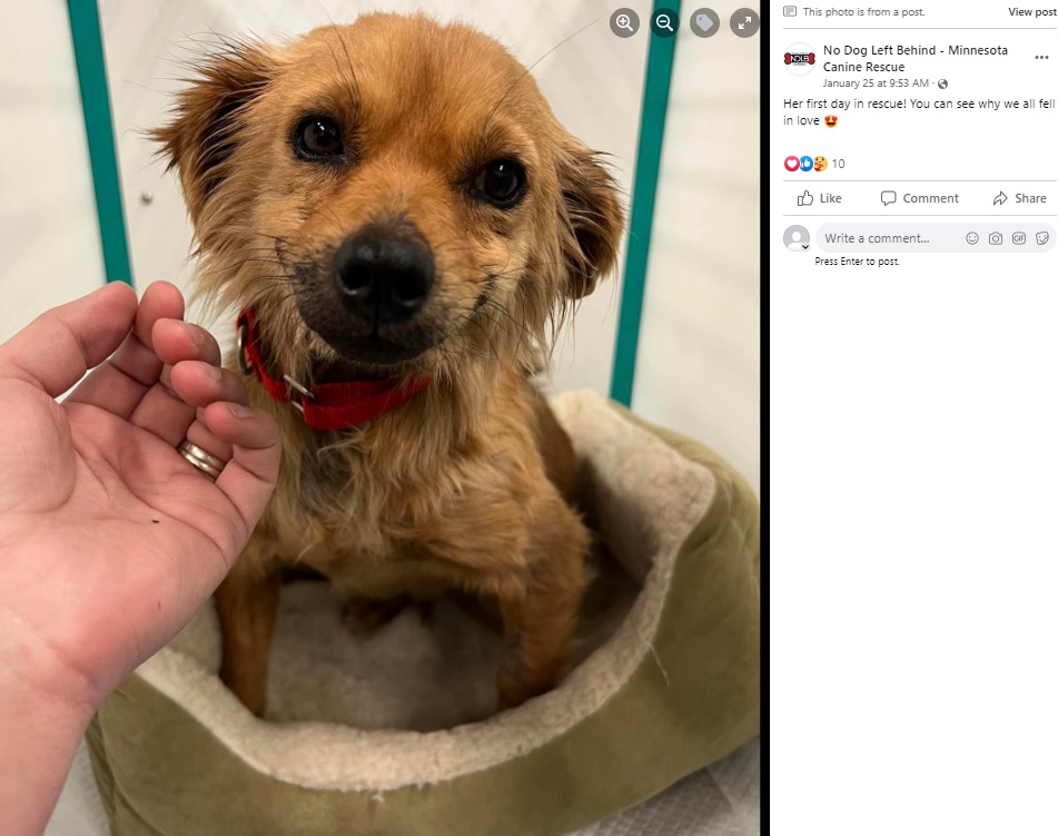 劣悪な環境で育ち、深刻な健康問題を抱えていたメス犬“スマイル（Smile）”が2023年1月、アメリカの動物保護団体に保護された。たっぷりの愛情を受け少しずつ元気を取り戻し、名前と同じ笑顔を見せているという（画像は『No Dog Left Behind - Minnesota Canine Rescue　2023年1月29日付Facebook「We received the best news!!」』のスクリーンショット）