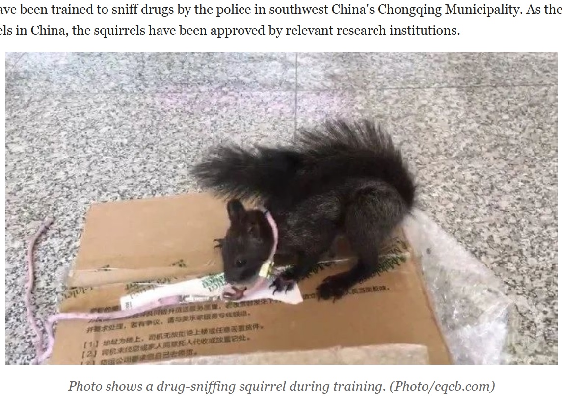 2023年に中国で、麻薬探知リスが導入されるニュースが話題になった。麻薬を見つけたリスは引っ掻くことで合図を送るという（画像は『People’s Daily Online　2023年2月14日付「Drug-sniffing squirrels join police force in SW China’s Chongqing」（Photo/cqcb.com）』のスクリーンショット）