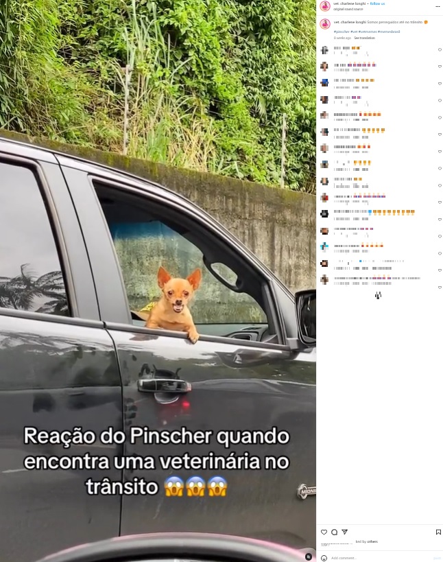 ブラジルの動物病院の獣医が渋滞中、1匹のミニチュア・ピンシャーが威嚇していることに気付く。まるで「お願いだからどこかに行ってくれ！」と言わんばかりに睨みつけ、歯をむき出しにしていたという（画像は『Veterinária em Domicílio　2023年6月2日付Instagram「Somos perseguidos até no trânsito 」』のスクリーンショット）