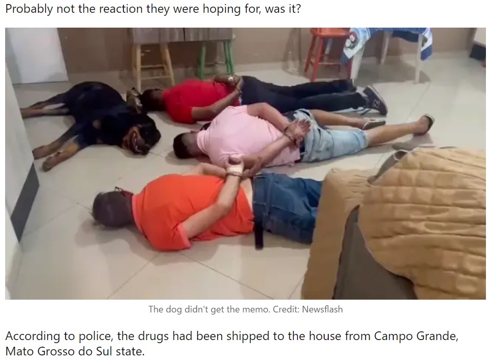 2022年にブラジルで、麻薬密売組織が強制捜査を受けた。取り押さえられて床に伏せる人たちのなかで犬までもが寝転がり笑いを誘った（画像は『LADbible　2022年7月29日付「Guard Dog Completely Fails At Job By Lying Down Next To Drug Gang During Raid」（Credit: Newsflash）』のスクリーンショット）