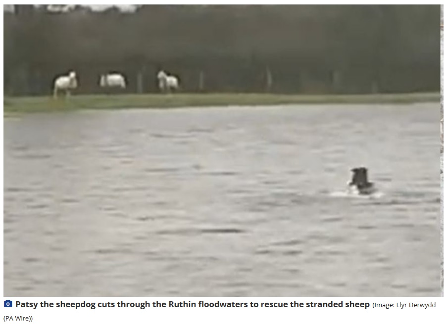 ウェールズの牧場で今年10月、洪水により取り残されてしまった羊3頭を牧羊犬が見事に誘導して救い出していた（画像は『North Wales Live　2023年10月21日付「Storm Babet: Sheepdog Patsy saves ewes stranded in flooded Ruthin field」（Image: Llyr Derwydd （PA Wire））』のスクリーンショット）